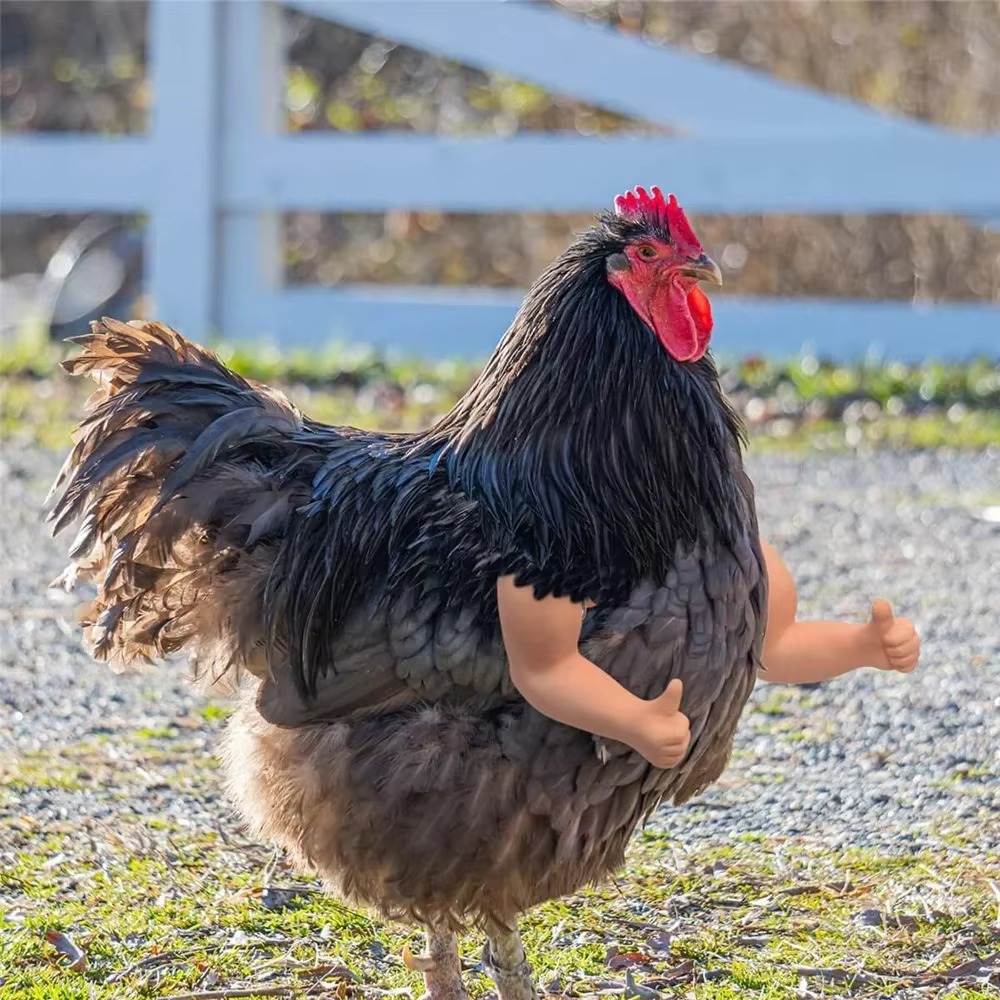 Funny Fighting Chicken Arms