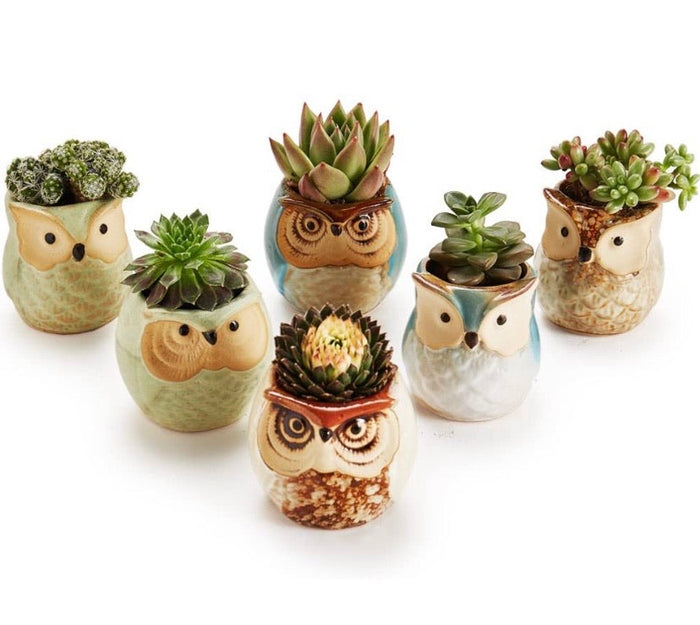 6-Piece Mini Ceramic Owl Planter Set – 5.6 cm
