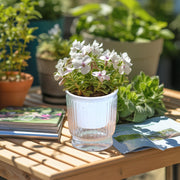 4-Pack 10 cm Self-Watering Plant Pots – Clear