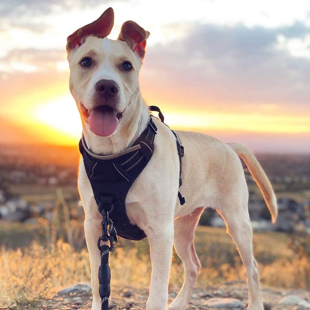 Dog Harness