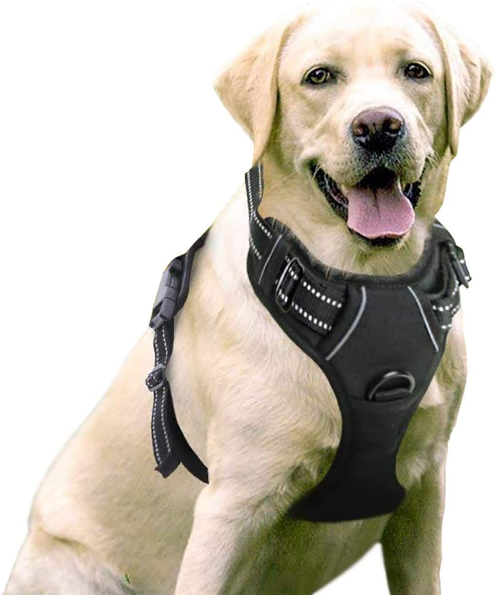 Dog Harness