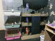 16-Panel Modular Wire Small-Animal Pen – Black